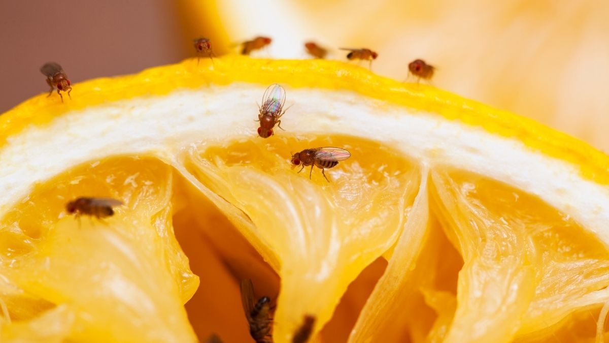 Eliminá a las molestas moscas de tus frutas con este truco sencillo y natural.