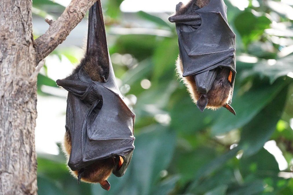 Descubren que los murciélagos practican el distanciamiento social cuando están enfermos