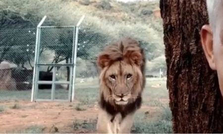 final increible: se hacia una selfie y detras suyo aparecio un leon final increible: se hacia una selfie y detras suyo aparecio un leon