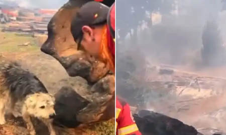 El desgarrador video del perro rescatado del fuego que conmueve a toda la Patagonia El desgarrador video del perro rescatado del fuego que conmueve a toda la Patagonia