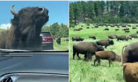 Viral: vehículos quedaron atrapados en medio de una migración de bisontes. Viral: vehículos quedaron atrapados en medio de una migración de bisontes.
