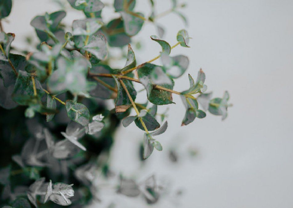 Las mejores plantas para decorar con follaje