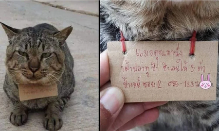Un gato desapareció tres días y regresó a su casa con una deuda a cuestas Un gato desapareció tres días y regresó a su casa con una deuda a cuestas