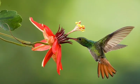 Qué comen los colibrís Qué comen los colibrís