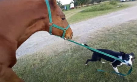 Video viral: un perro aprendió a pasear a un caballo. Video viral: un perro aprendió a pasear a un caballo.