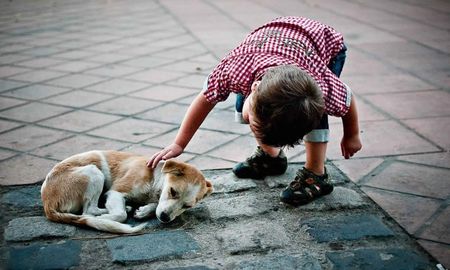Acariciar perros en la calle es mucho más que un gesto tierno: es una ventana a tu mundo emocional y una herramienta natural contra el estrés. Acariciar perros en la calle es mucho más que un gesto tierno: es una ventana a tu mundo emocional y una herramienta natural contra el estrés.