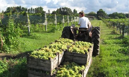 Viñateros y bodegueros advierten que los costos logísticos en la Argentina son “cinco veces más altos que los de los principales productores, como Chile”. Viñateros y bodegueros advierten que los costos logísticos en la Argentina son “cinco veces más altos que los de los principales productores, como Chile”.