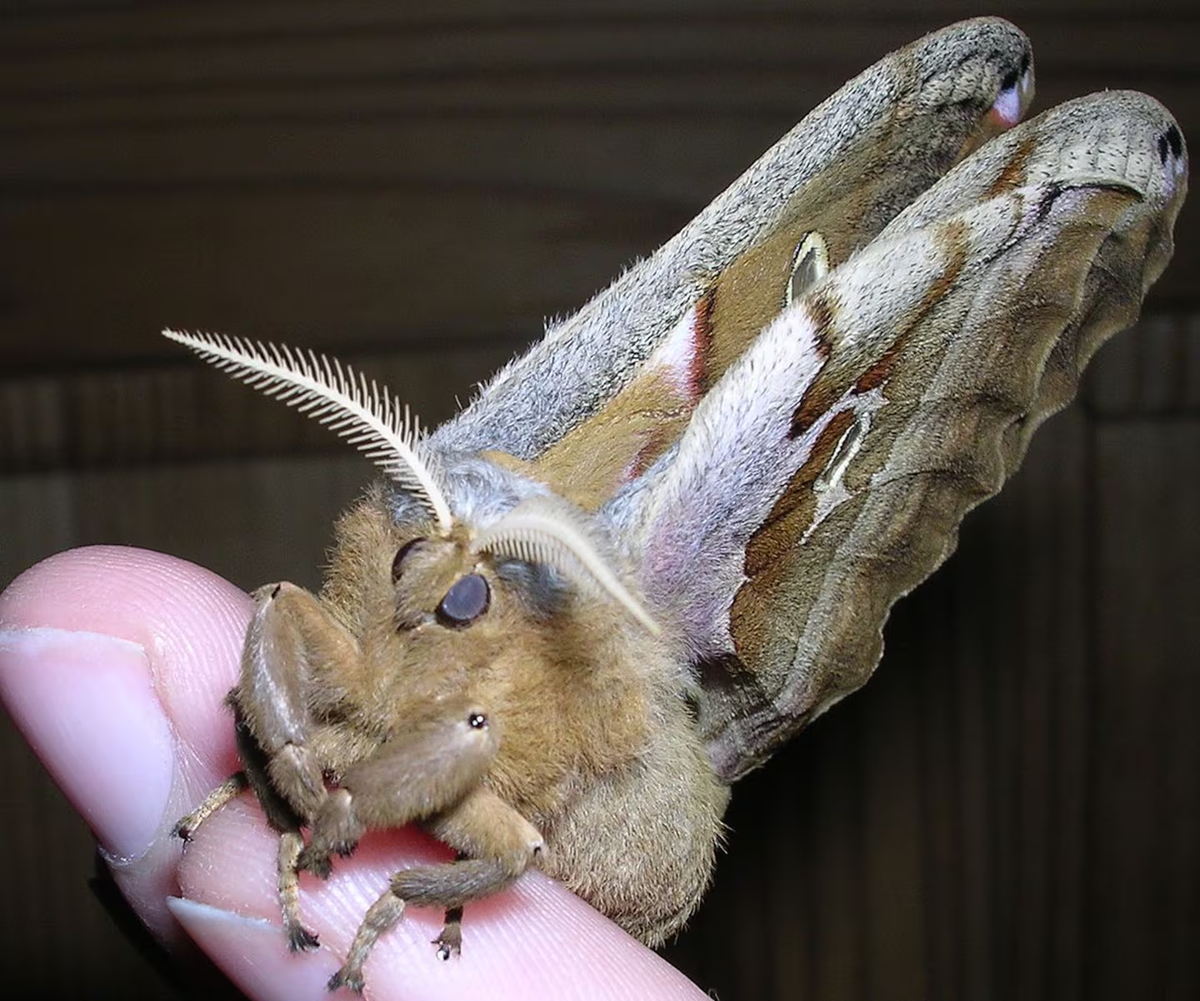 La característica más notable de la polilla son sus grandes manchas oculares violáceas en sus dos alas traseras. Las manchas oculares le dan su nombre, del mito griego del cíclope Polifemo. La característica más notable de la polilla son sus grandes manchas oculares violáceas en sus dos alas traseras. Las manchas oculares le dan su nombre, del mito griego del cíclope Polifemo. 
