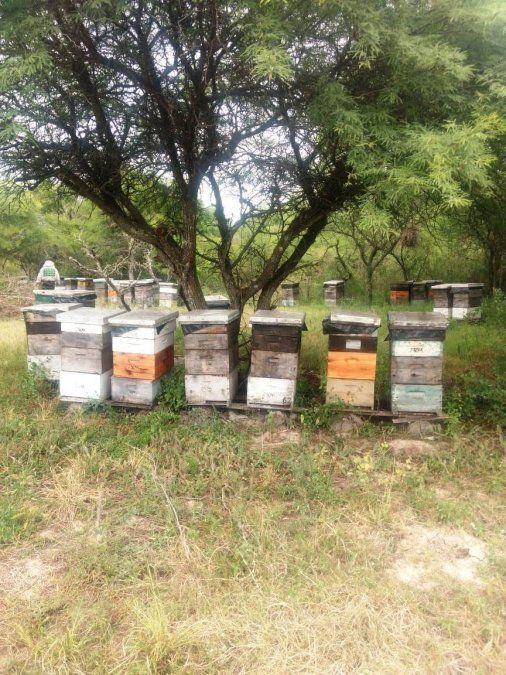 Secuestraron 77 cajones de colmenas de abejas, 9 tapas sobrantes y 13 media alza