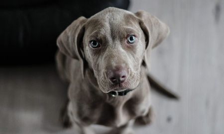 la ciencia explica por que los perros se emocionan cuando llegas a casa la ciencia explica por que los perros se emocionan cuando llegas a casa