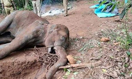 Hathinique murió en un río luego de agonizar durante tres días por haber comido fruta con explosivos Hathinique murió en un río luego de agonizar durante tres días por haber comido fruta con explosivos