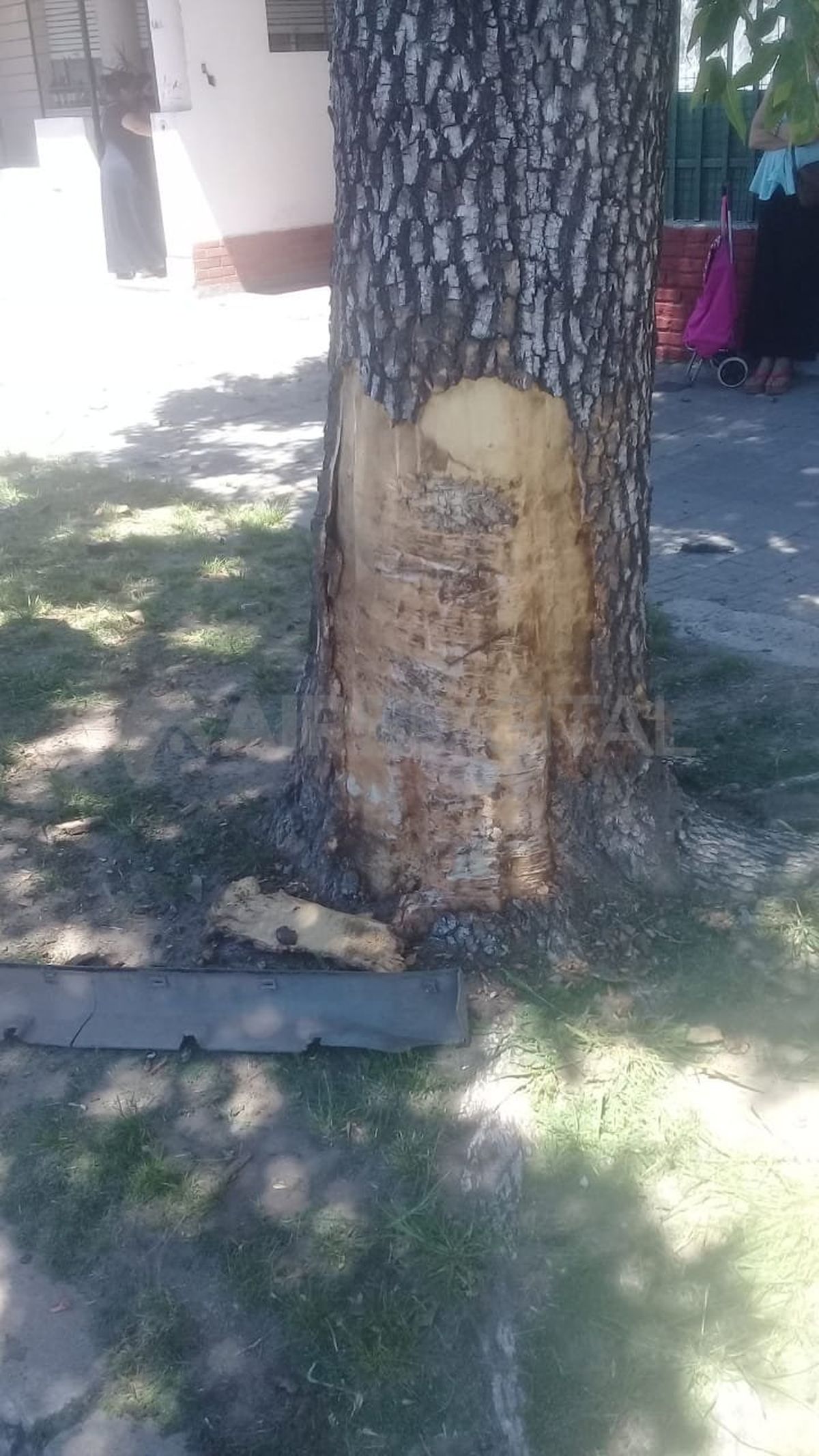 El fuerte impacto sobre el fresno provoc&oacute; que la especie quedara sin parte de la corteza.