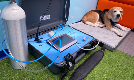 Ozonoterapia en perros y gatos: qué es, cómo se aplica y cuáles son sus beneficios Ozonoterapia en perros y gatos: qué es, cómo se aplica y cuáles son sus beneficios