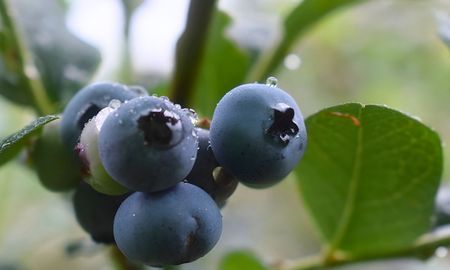 biorreguladores en arandanos para mejorar calidad y tamano de la fruta biorreguladores en arandanos para mejorar calidad y tamano de la fruta
