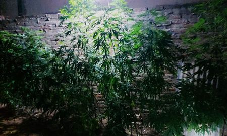En el patio de la casa encontraron plantas de marihuana de dos metros de altura En el patio de la casa encontraron plantas de marihuana de dos metros de altura