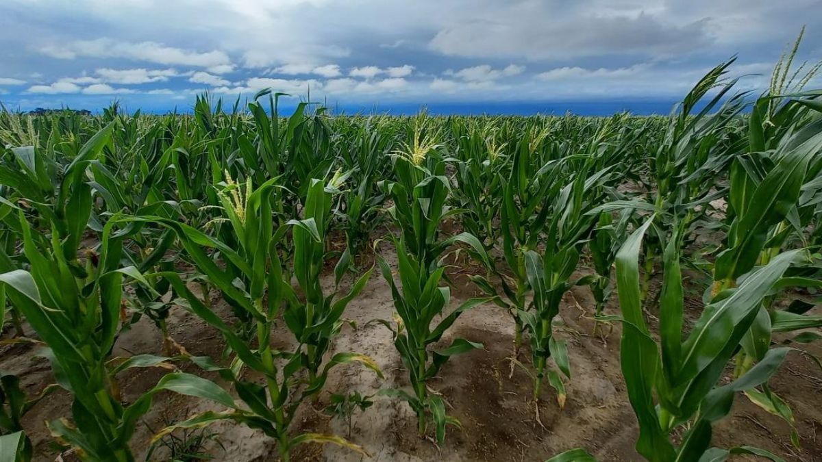 Lote con maíz temprano; en etapa de comienzo de floración, muy buen estado, en el centro sur del departamento General Obligado. Lote con maíz temprano; en etapa de comienzo de floración, muy buen estado, en el centro sur del departamento General Obligado.