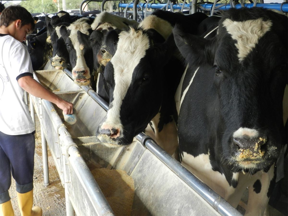 Panorama del sector lechero: se agrava la crisis de la producción y los tamberos solicitan la ayuda a los demás integrantes de la cadena.