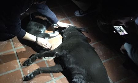 Aire de Santa Fe | animales casa profesor abusador.jpg