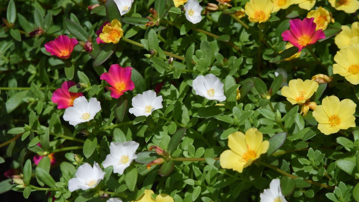 La portulaca florece mejor cuando la reg&aacute;s menos.