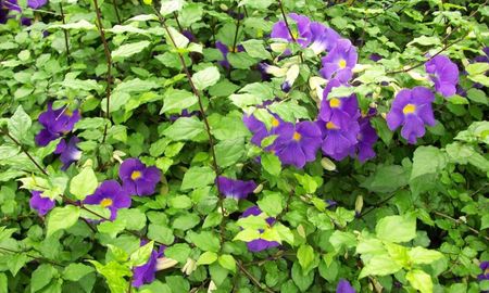 Flores raras y resistentes que mantienen el color del jardín bajo sol fuerte. Flores raras y resistentes que mantienen el color del jardín bajo sol fuerte.