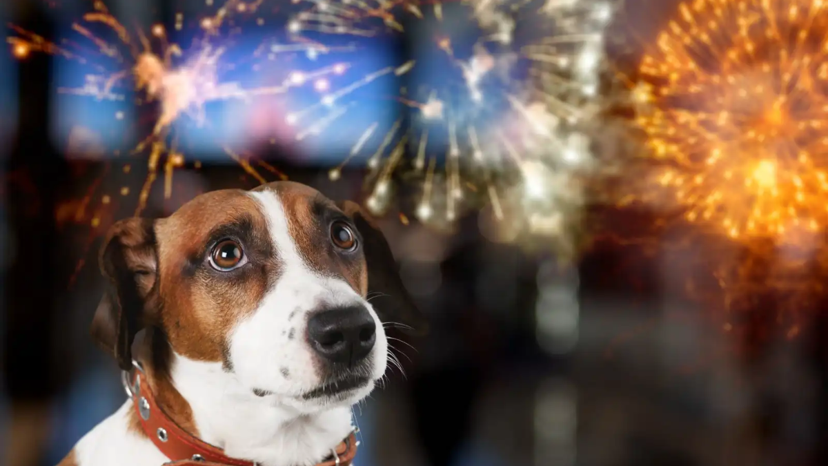 Cómo cuidar a las mascotas de la pirotecnia en Navidad y Año Nuevo. Cómo cuidar a las mascotas de la pirotecnia en Navidad y Año Nuevo.