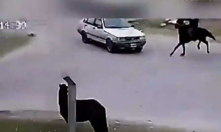 En Rosario, un adolescente de 16 años se robó un caballo y fue chocado por un auto. En Rosario, un adolescente de 16 años se robó un caballo y fue chocado por un auto.