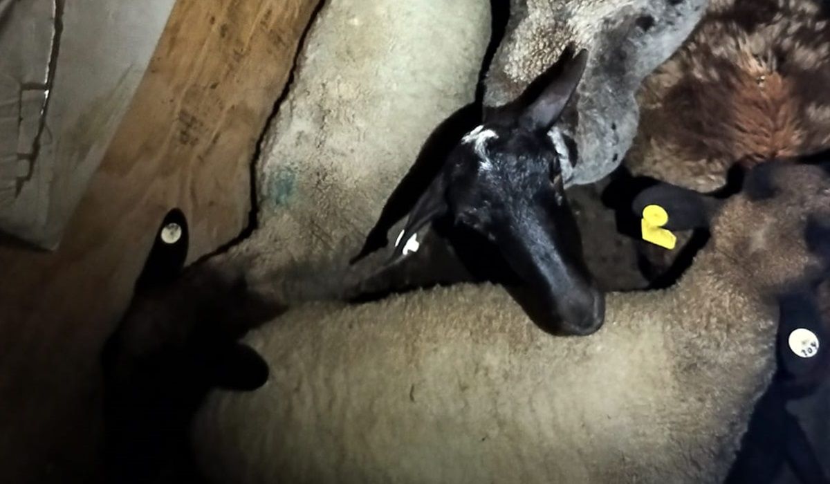 Los animales iban dentro de un carro que era trasladado por un Ford Focus. 