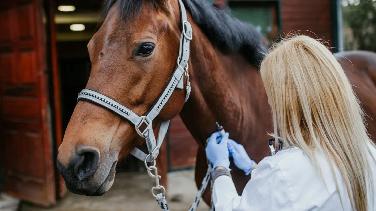 Existe una vacuna para prevenir la encefalitis equina. Existe una vacuna para prevenir la encefalitis equina.