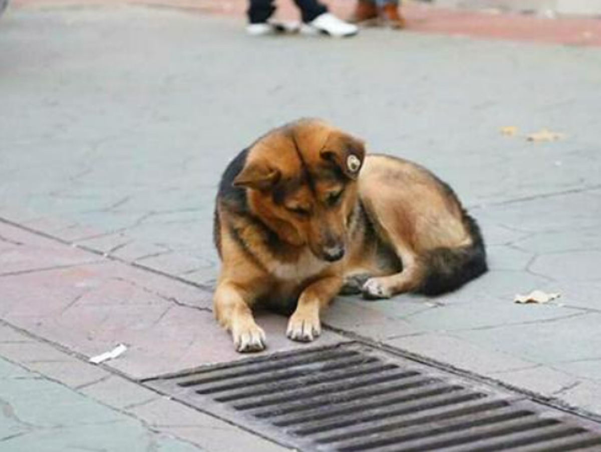 Su mirada fija captó la atención de los transeúntes quienes se asombraron al verlo.