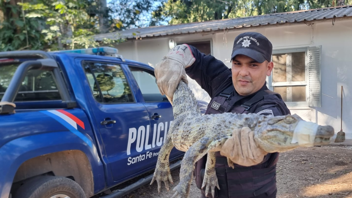 Un hombre tenía un yacaré en el baúl de su auto