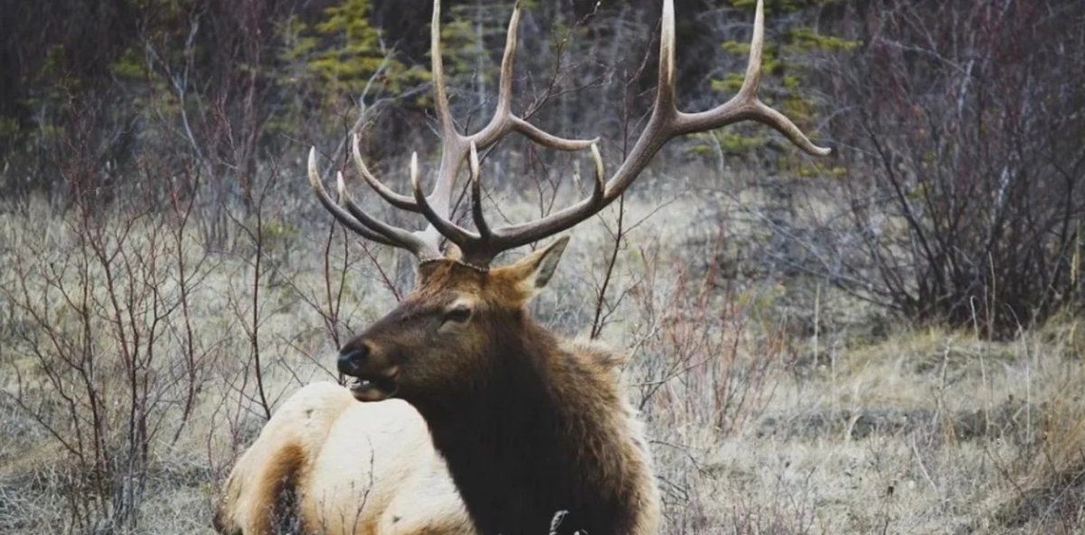 La víctima un día antes había logrado herir al ciervo con un flecha