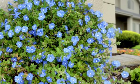 Un jardín lleno de color puede ser posible con plantas que soportan el sol fuerte de noviembre. Un jardín lleno de color puede ser posible con plantas que soportan el sol fuerte de noviembre.