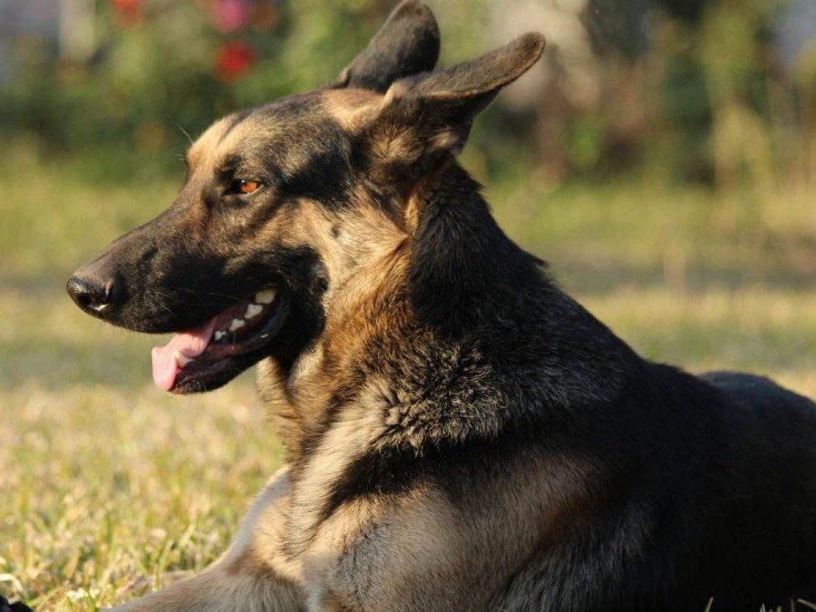 Un perrito que se cur&oacute; de c&aacute;ncer enterneci&oacute; a las redes sociales&nbsp; 
