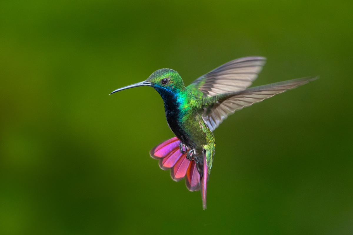 Qué significa ver un colibrí verde