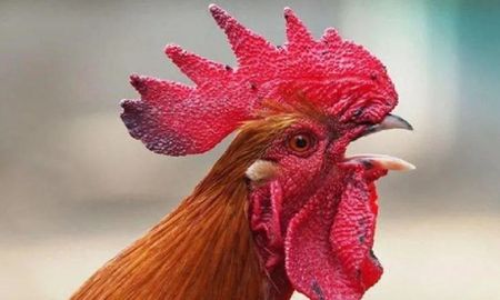 Un gallo se metió a un aula para participar de la clase y el maestro tuvo una inesperada reacción: video Un gallo se metió a un aula para participar de la clase y el maestro tuvo una inesperada reacción: video