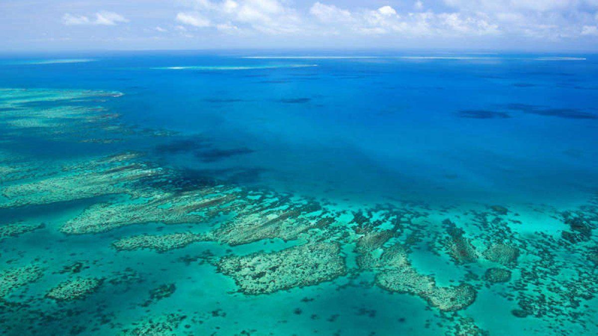 El blanqueamiento del coral impacta de dos terceras partes de la Barrera Coralina Australiana.