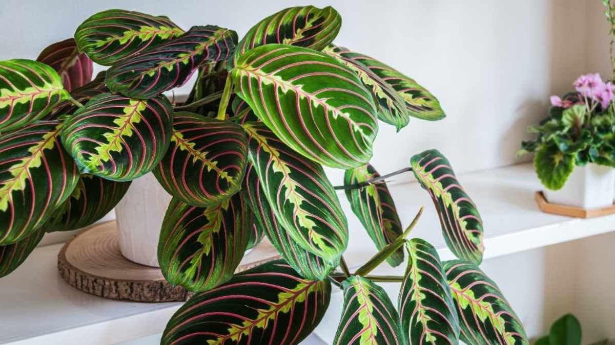 Un espectáculo natural en tu living. Descubrí por qué la Planta de la Oración despliega sus hojas de día y las pliega al caer la noche. Un espectáculo natural en tu living. Descubrí por qué la Planta de la Oración despliega sus hojas de día y las pliega al caer la noche.