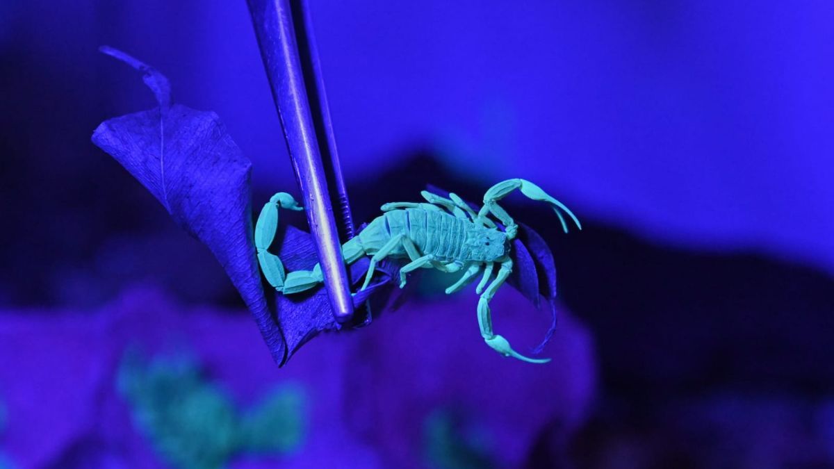 Para capturar al alacrán se usan linternas de luz ultravioleta, que permiten ver al animal fluorescente en la oscuridad. Para capturar al alacrán se usan linternas de luz ultravioleta, que permiten ver al animal fluorescente en la oscuridad.