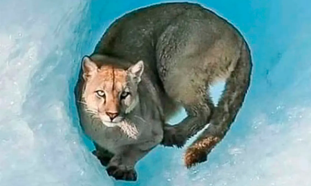 El puma (Puma concolor) es uno de los felinos más grandes del país y cuenta con una amplia distribución geográfica, ya que se lo puede registrar a lo largo de toda la zona cordillerana, pero también en la zona serrana del centro de la Argentina y el Litoral. El puma (Puma concolor) es uno de los felinos más grandes del país y cuenta con una amplia distribución geográfica, ya que se lo puede registrar a lo largo de toda la zona cordillerana, pero también en la zona serrana del centro de la Argentina y el Litoral.