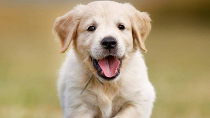 Los perros podrían portar un virus que sería mortal para los humanos