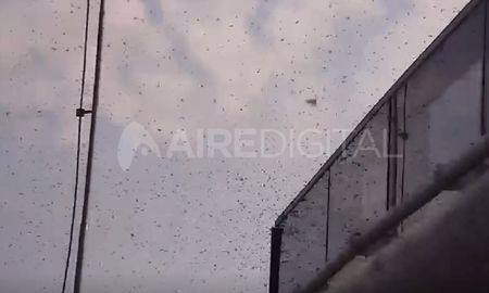 Hormigas voladoras invadieron Santa Fe y la región este jueves.