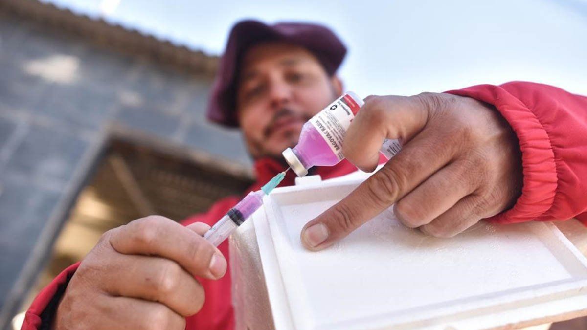 Recomiendan vacunar los animales domésticos una vez al año contra la rabia. 