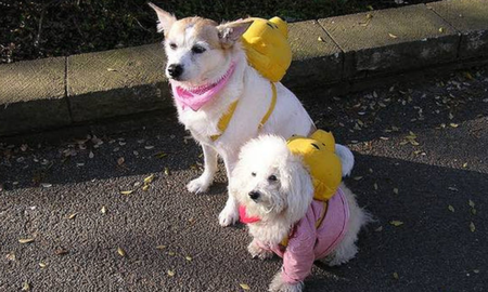 Jardín para perro, la nueva tendencia en Argentina.