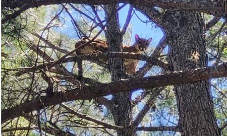 Después de dos días, el puma bajó del árbol a causa de una fuerte tormenta y se dio a la fuga. Después de dos días, el puma bajó del árbol a causa de una fuerte tormenta y se dio a la fuga.