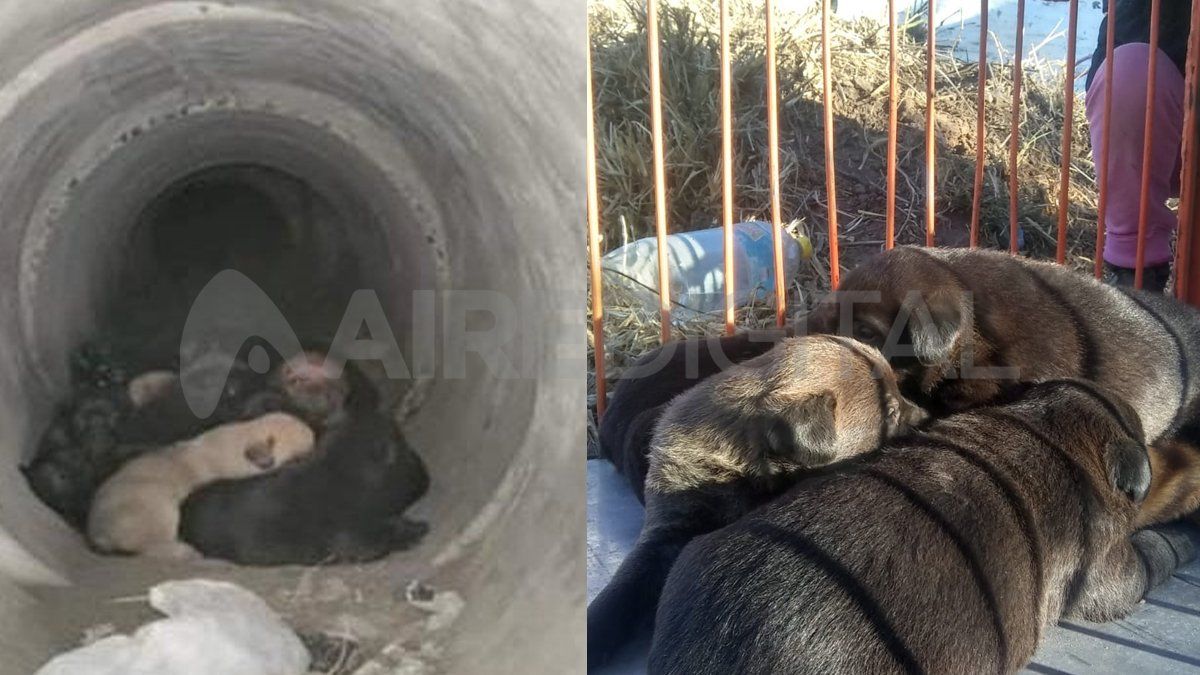 Un llamado al 0800 de la Municipalidad de Santa Fe alertó sobre el estado de los cachorros rescatados.