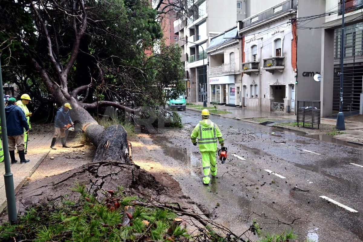 Se registraron árboles caídos en distintos puntos de la ciudad de Santa Fe. Se registraron árboles caídos en distintos puntos de la ciudad de Santa Fe.