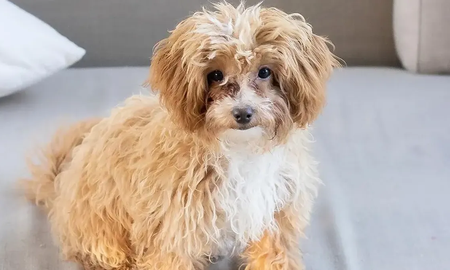 Caramelo, el perro de Gran Hermano reapareció en la TV y su estado es alarmante Caramelo, el perro de Gran Hermano reapareció en la TV y su estado es alarmante