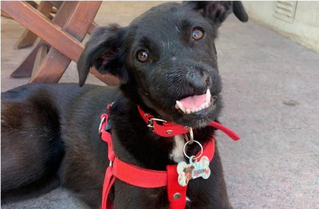 La historia de Joaquina: la perra víctima de maltrato humano que sobrevivió a la explosión de un petardo&nbsp;