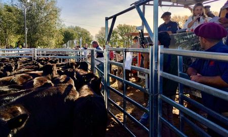 Primer remate de Terneras Angus Certificadas: precios récord para la genética de calidad Angus. Primer remate de Terneras Angus Certificadas: precios récord para la genética de calidad Angus.