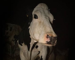 or ahora, Cow es uno de los documentales favoritos de Cannes, aunque la crítica especializada se ha dividido en opiniones que la consideran un trabajo decente, íntimo y fuerte, pero también algo repetitivo y torpe. or ahora, Cow es uno de los documentales favoritos de Cannes, aunque la crítica especializada se ha dividido en opiniones que la consideran un trabajo decente, íntimo y fuerte, pero también algo repetitivo y torpe.